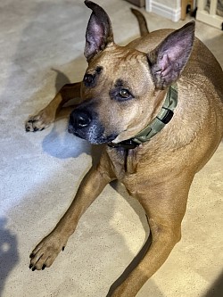 Pawsonmove_001