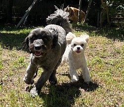 Poochcamp_002